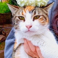 British Shorthair, Kedi  Freya fotoğrafı