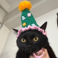 Bombay, Kedi  Mişa fotoğrafı