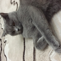 British Shorthair, Kedi  duman fotoğrafı