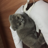 British Shorthair, Kedi  duman fotoğrafı