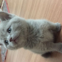 British Shorthair, Kedi  duman fotoğrafı