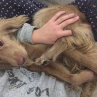 Amerikan Cocker Spaniel, Köpek  Tarçın fotoğrafı