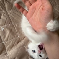 Van Kedisi, Kedi  Lebron fotoğrafı