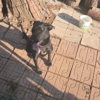 Labrador Retriever, Köpek  Karam fotoğrafı