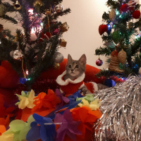 Tekir Kedi, Kedi  çakıl fotoğrafı