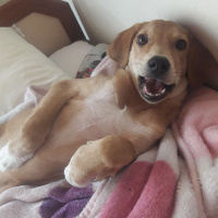 Labrador Retriever, Köpek  Badem fotoğrafı