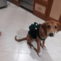 Labrador Retriever, Köpek  Badem fotoğrafı