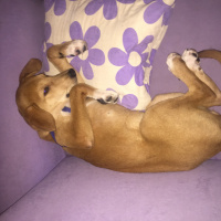 Labrador Retriever, Köpek  Badem fotoğrafı
