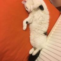 Tekir Kedi, Kedi  Sushi fotoğrafı