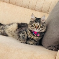 Tekir Kedi, Kedi  Şansli fotoğrafı