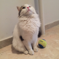 Ankara Kedisi, Kedi  Pamuk fotoğrafı
