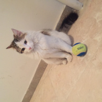 Ankara Kedisi, Kedi  Pamuk fotoğrafı