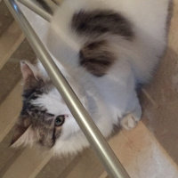 Ankara Kedisi, Kedi  Pamuk fotoğrafı