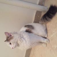 Ankara Kedisi, Kedi  Pamuk fotoğrafı