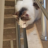 Ankara Kedisi, Kedi  Pamuk fotoğrafı