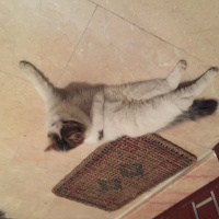 Ankara Kedisi, Kedi  Pamuk fotoğrafı