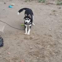 Sibirya Kurdu (Husky), Köpek  asi fotoğrafı