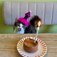 Tekir Kedi, Kedi  TUGİ fotoğrafı