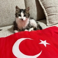 Tekir Kedi, Kedi  TUGİ fotoğrafı