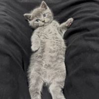 British Shorthair, Kedi  Paşa fotoğrafı