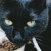 Bombay, Kedi  Zeytin fotoğrafı
