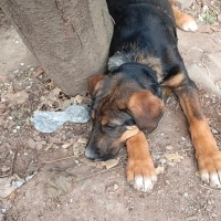 Alman Çoban Köpeği, Köpek  Bumi fotoğrafı