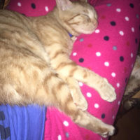 Tekir Kedi, Kedi  Şaziye fotoğrafı