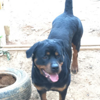 Rottweiler, Köpek  Hektor fotoğrafı