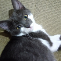 Tekir Kedi, Kedi  Fırfır fotoğrafı