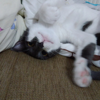 Tekir Kedi, Kedi  Fırfır fotoğrafı