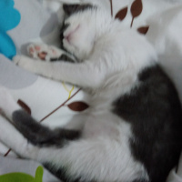Tekir Kedi, Kedi  Fırfır fotoğrafı