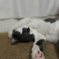 Tekir Kedi, Kedi  Fırfır fotoğrafı