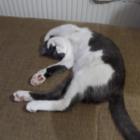 Tekir Kedi, Kedi  Fırfır fotoğrafı