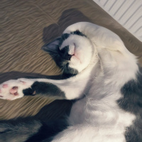 Tekir Kedi, Kedi  Fırfır fotoğrafı