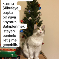 Tekir Kedi, Kedi  Şükufe fotoğrafı