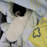 Tekir Kedi, Kedi  Pofi fotoğrafı