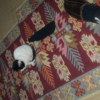 Tekir Kedi, Kedi  Pofi fotoğrafı