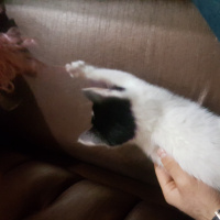 Tekir Kedi, Kedi  Pofi fotoğrafı
