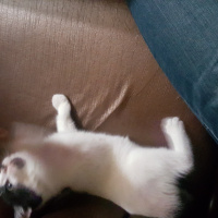 Tekir Kedi, Kedi  Pofi fotoğrafı