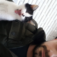 Tekir Kedi, Kedi  Pofi fotoğrafı