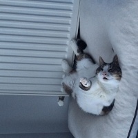 Tekir Kedi, Kedi  Şans fotoğrafı