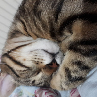 Tekir Kedi, Kedi  Narsissus  fotoğrafı