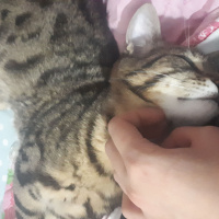 Tekir Kedi, Kedi  Narsissus  fotoğrafı