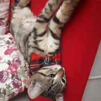 Tekir Kedi, Kedi  Narsissus  fotoğrafı