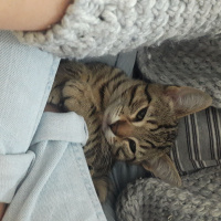 Tekir Kedi, Kedi  Narsissus  fotoğrafı