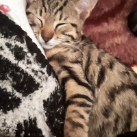 Tekir Kedi, Kedi  Narsissus  fotoğrafı