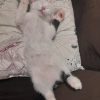 Van Kedisi, Kedi  Pilav fotoğrafı
