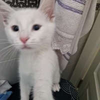 Van Kedisi, Kedi  Pilav fotoğrafı