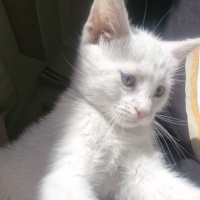 Van Kedisi, Kedi  Pilav fotoğrafı
