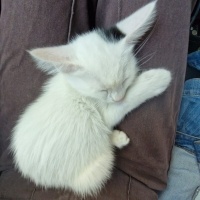 Van Kedisi, Kedi  Pilav fotoğrafı